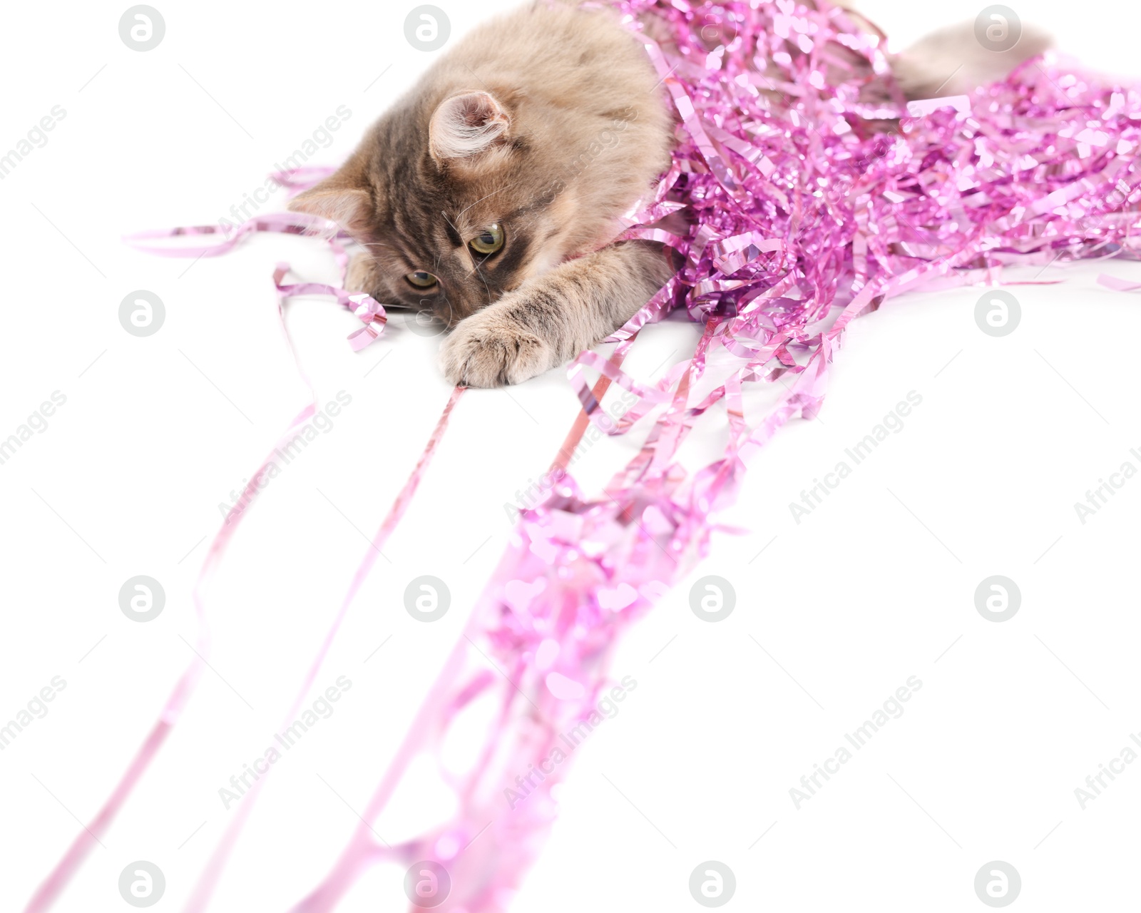 Photo of Cute cat with pink Christmas tinsel isolated on white