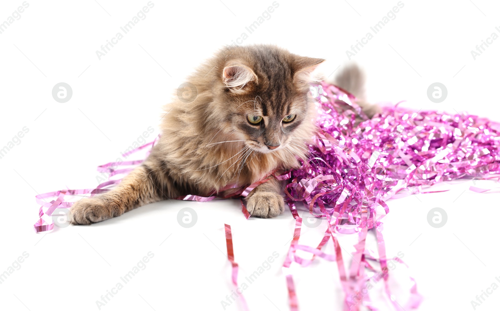 Photo of Cute cat with pink Christmas tinsel isolated on white