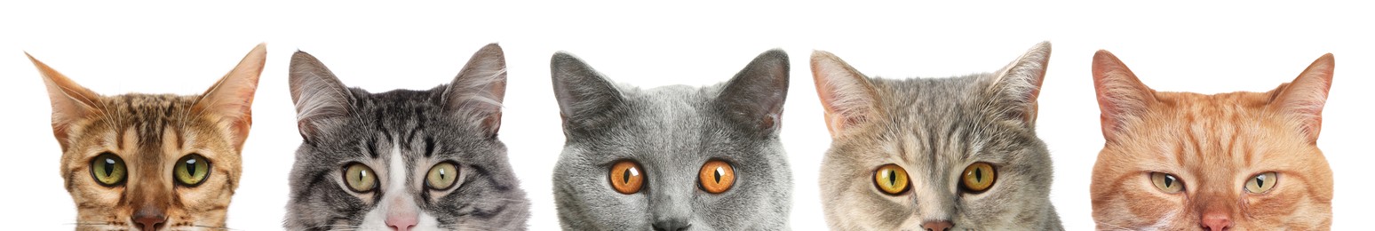 Image of Different cats peeking out from banner on white background. Cute pet