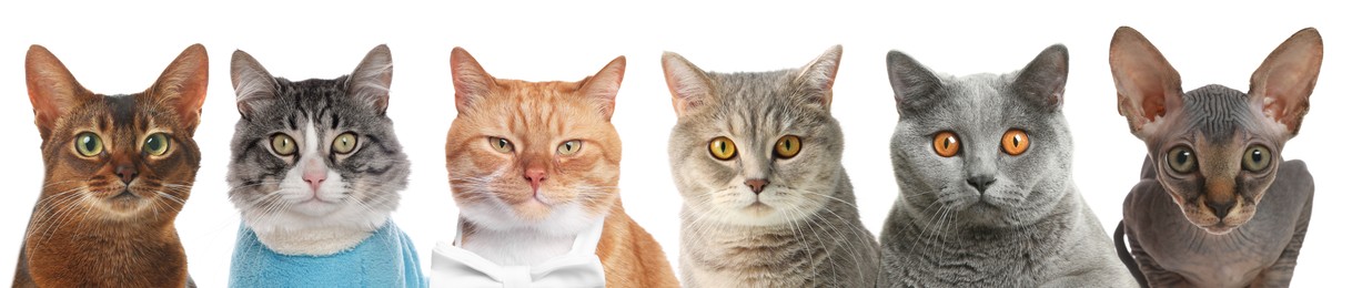 Image of Different cats looking at camera on white background. Cute pet