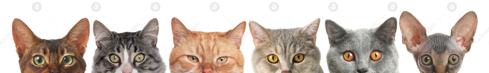 Image of Different cats peeking out from banner on white background. Cute pet