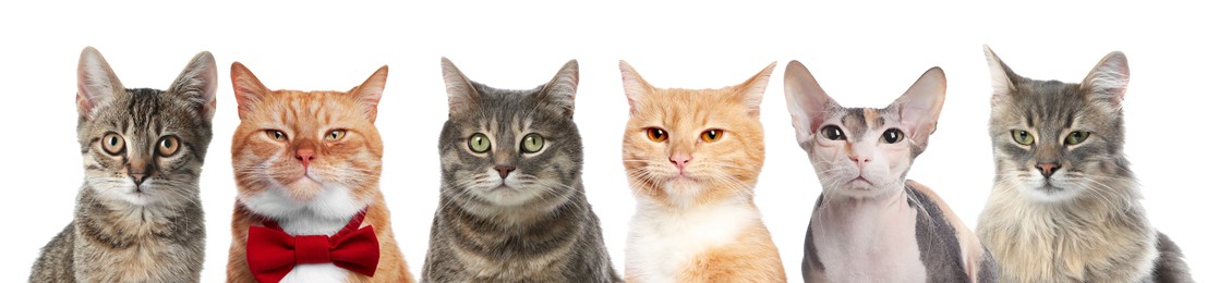 Image of Different cats looking at camera on white background. Cute pet