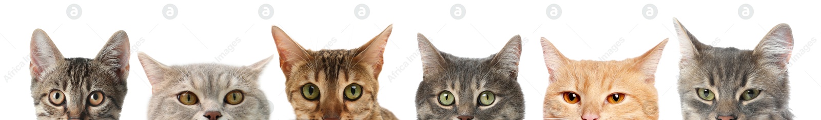 Image of Different cats peeking out from banner on white background. Cute pet