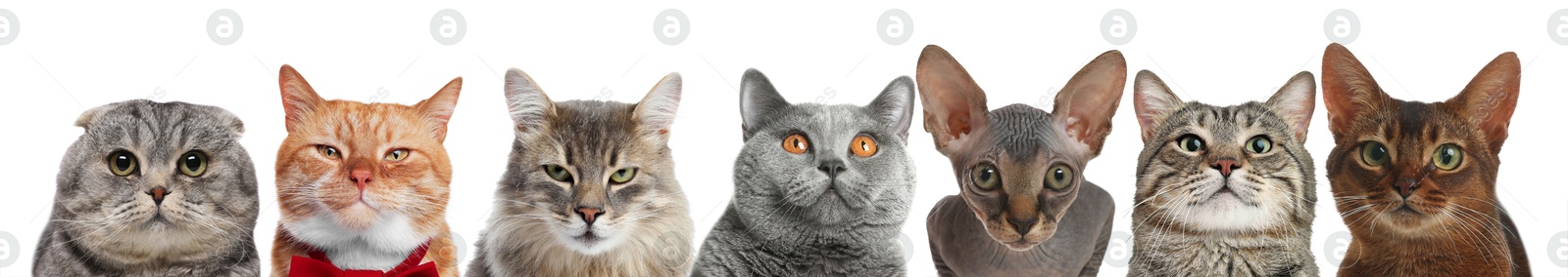 Image of Different cats looking at camera on white background. Cute pet