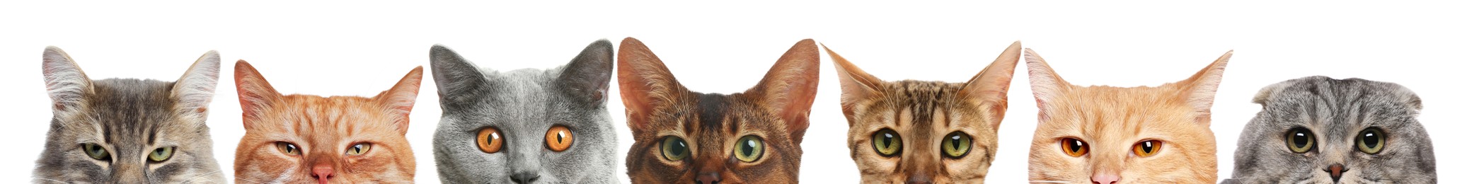 Image of Different cats peeking out from banner on white background. Cute pet