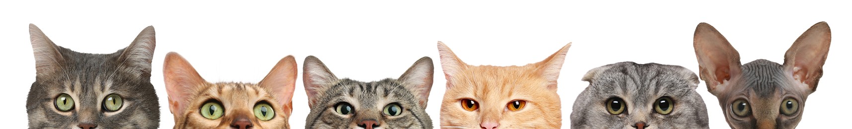 Image of Different cats peeking out from banner on white background. Cute pet