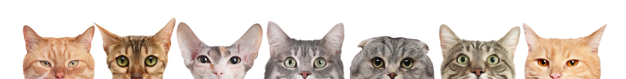 Image of Different cats peeking out from banner on white background. Cute pet