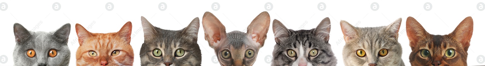 Image of Different cats peeking out from banner on white background. Cute pet