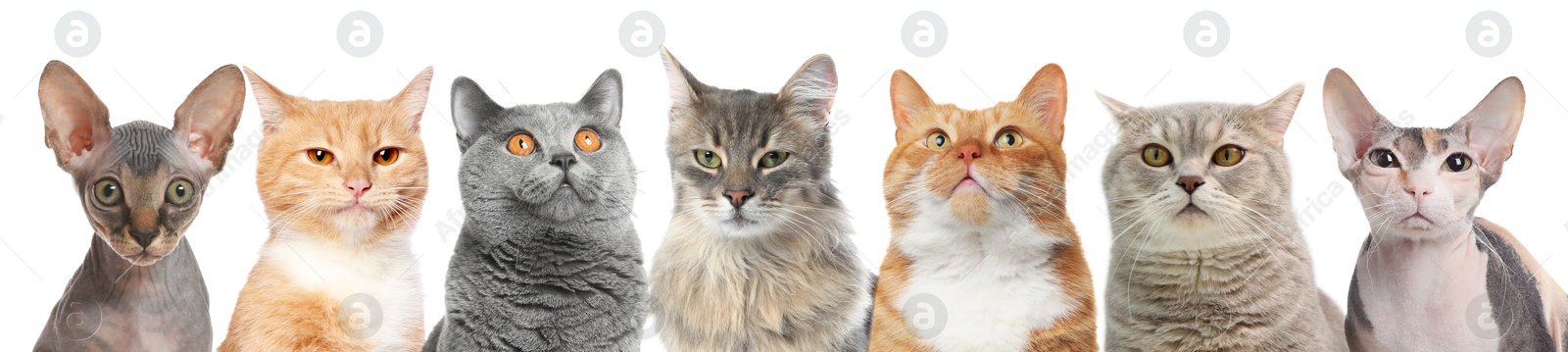 Image of Different cats looking at camera on white background. Cute pet