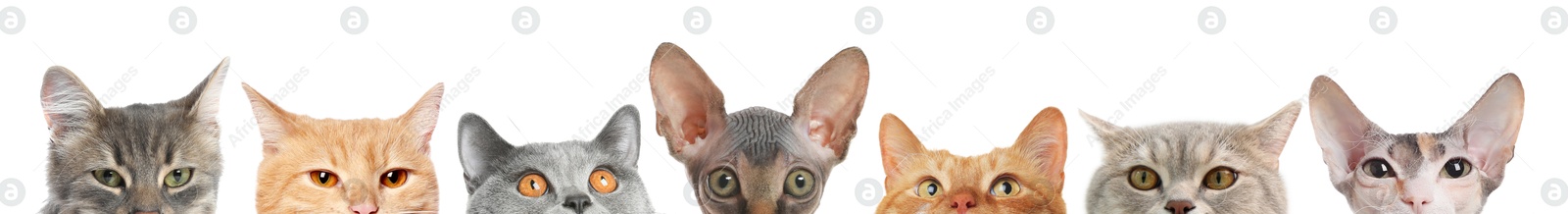 Image of Different cats peeking out from banner on white background. Cute pet