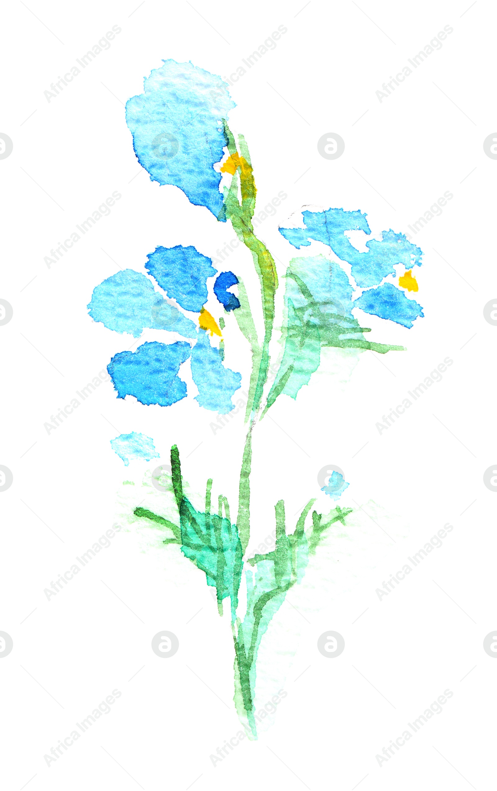 Photo of Watercolor painting of beautiful flowers isolated on white, top view