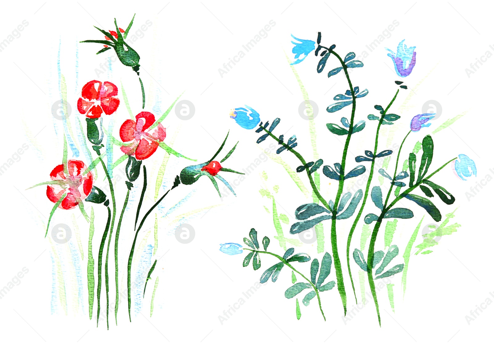 Photo of Watercolor painting of beautiful flowers isolated on white, top view