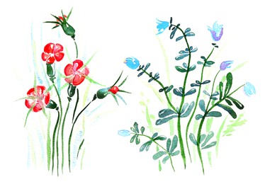 Photo of Watercolor painting of beautiful flowers isolated on white, top view