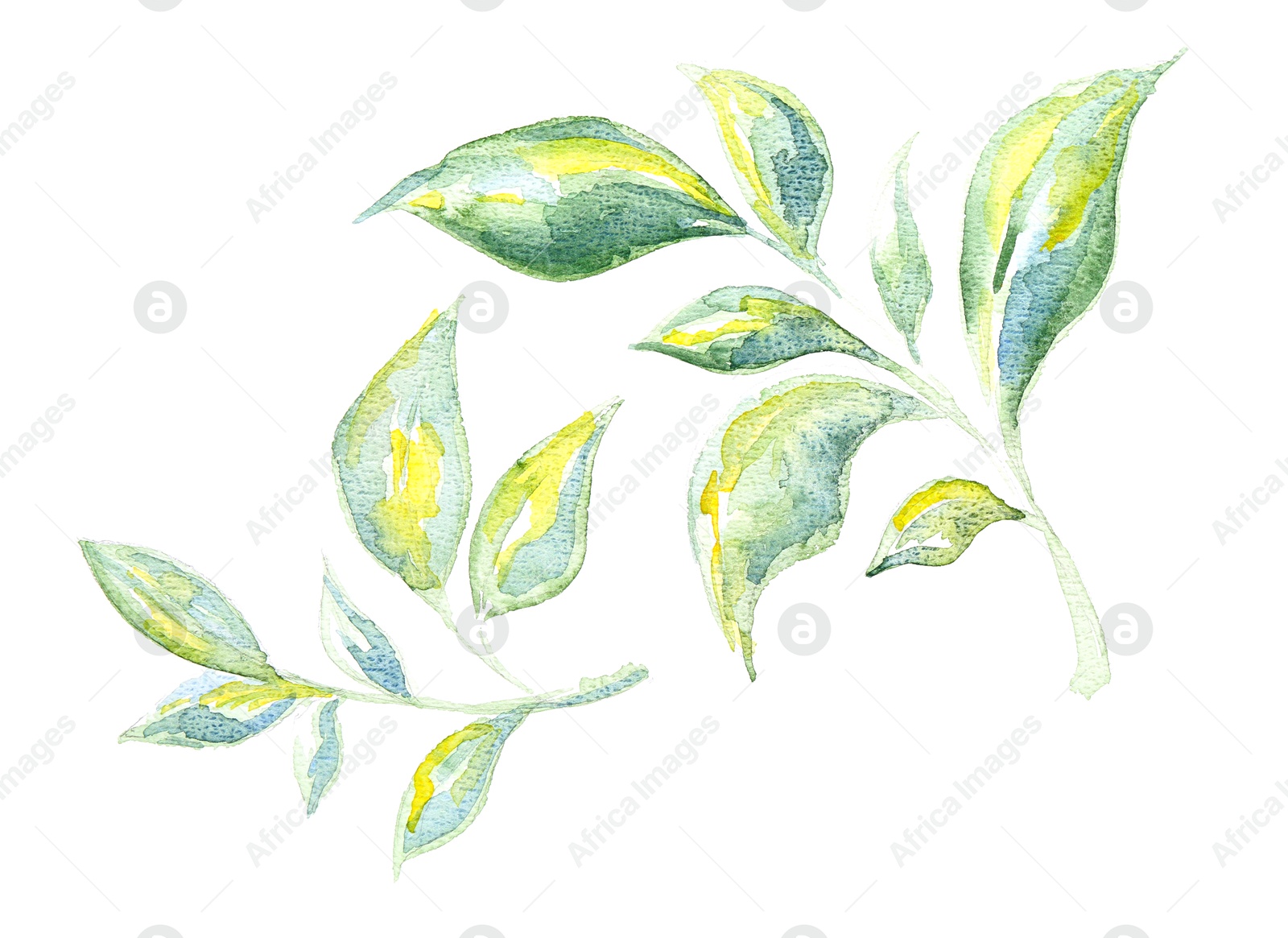 Photo of Watercolor painting of green leaves isolated on white, top view