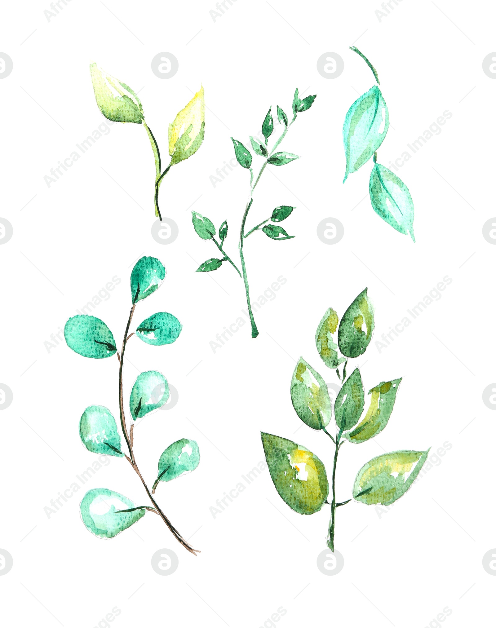 Photo of Watercolor painting of different branches with green leaves isolated on white, top view