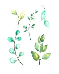 Photo of Watercolor painting of different branches with green leaves isolated on white, top view