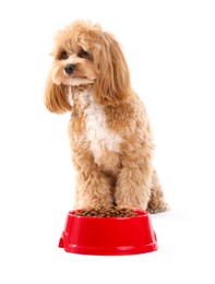 Photo of Feeding bowl with dry pet food and cute dog on white background