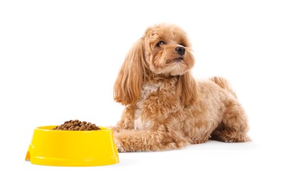 Photo of Feeding bowl with dry pet food and cute dog on white background