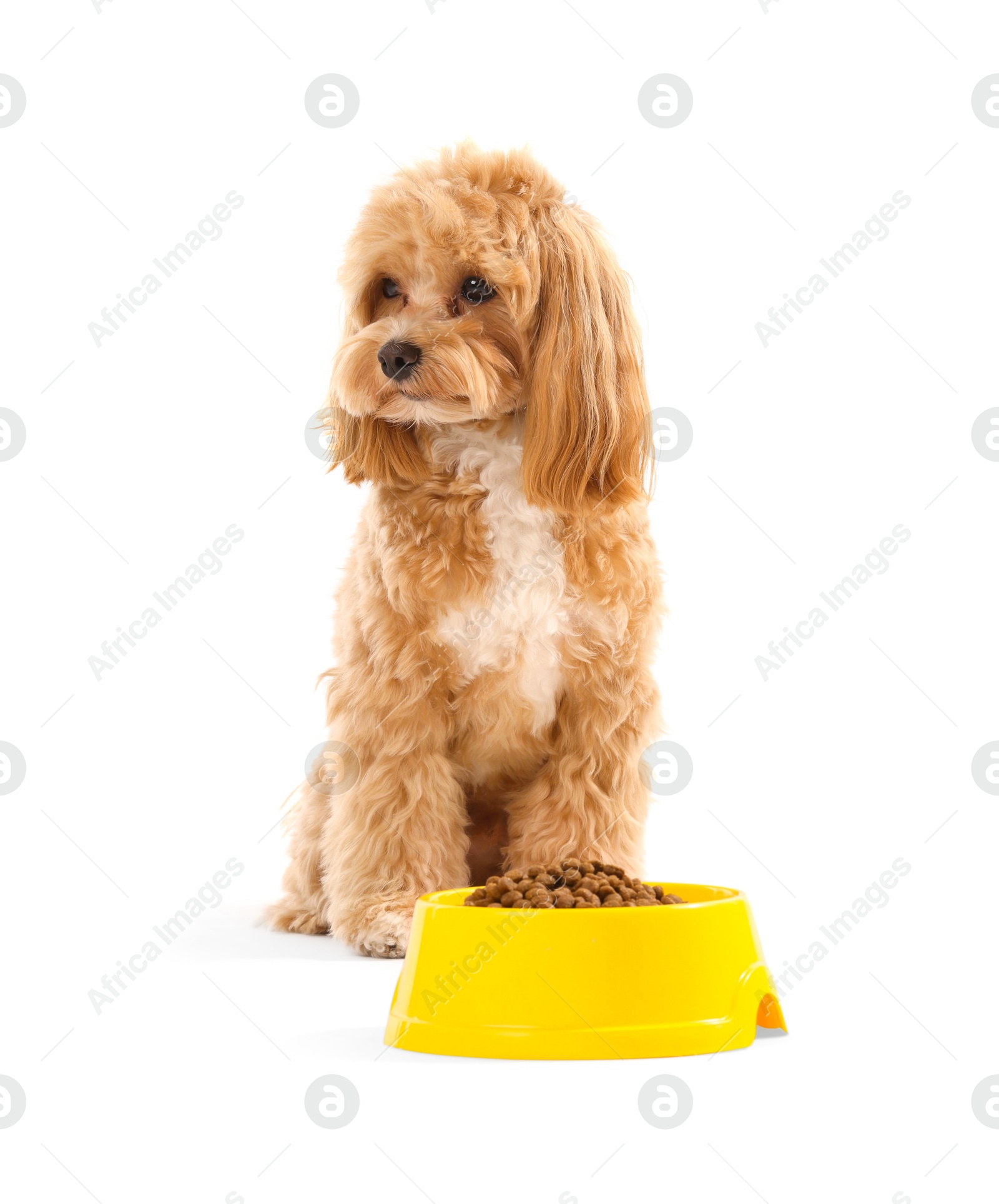 Photo of Feeding bowl with dry pet food and cute dog on white background