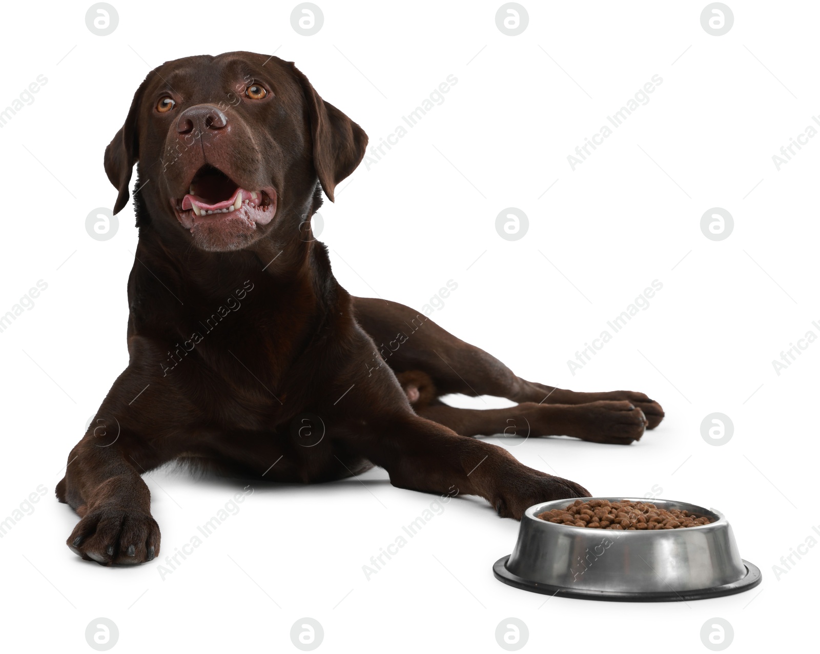 Photo of Cute dog lying near bowl of dry pet food on white background