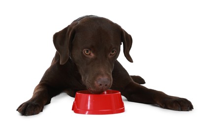 Photo of Cute dog waiting for pet food near empty bowl on white background