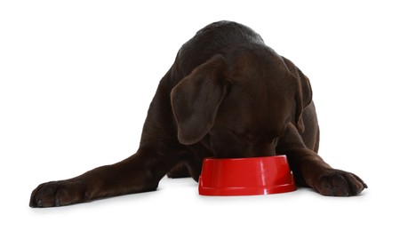 Photo of Cute dog eating dry pet food from feeding bowl on white background