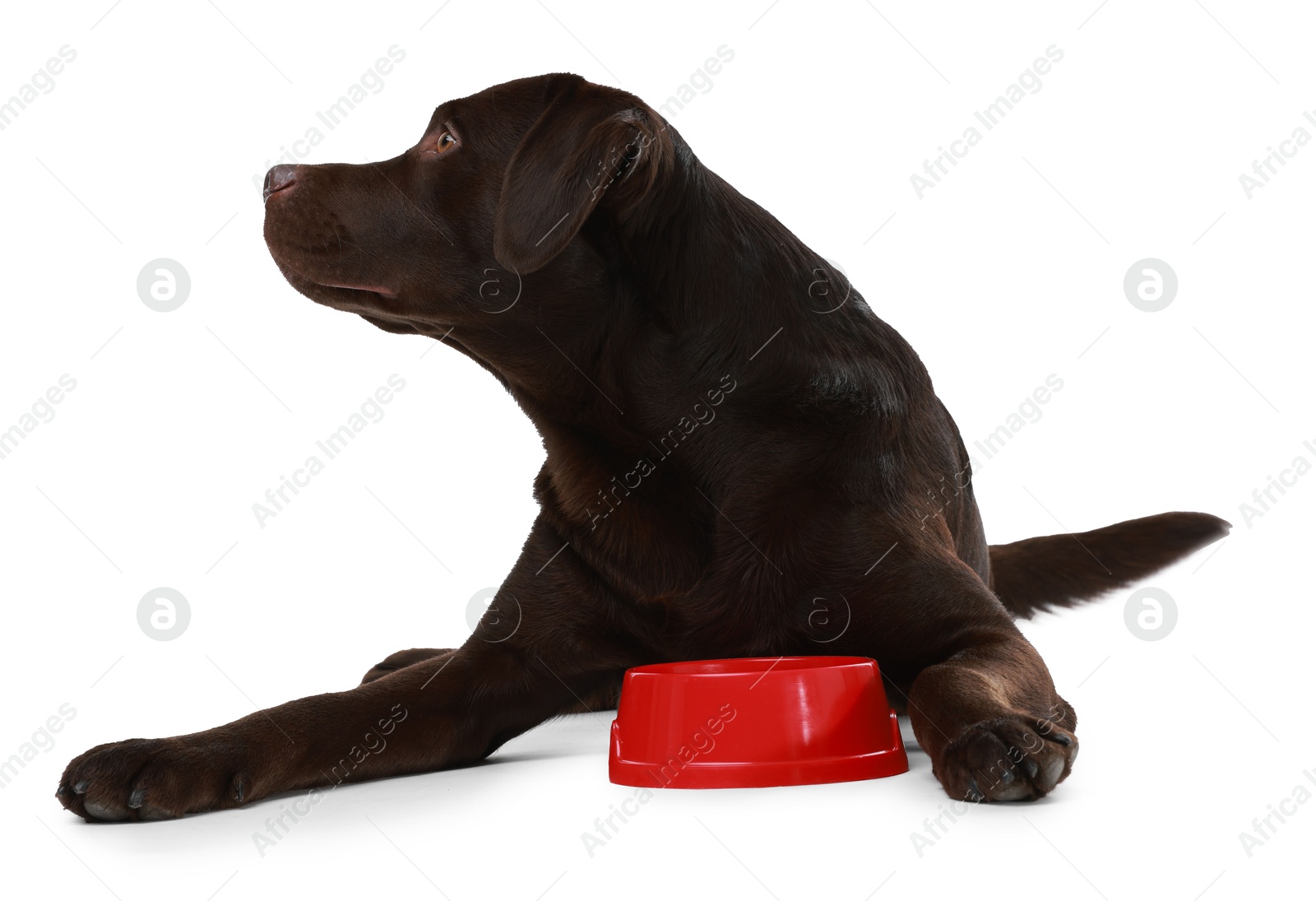 Photo of Cute dog waiting for pet food near empty bowl on white background