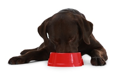 Photo of Cute dog eating dry pet food from feeding bowl on white background