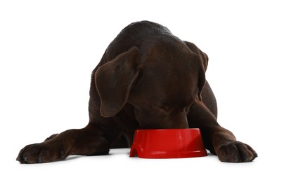 Photo of Cute dog eating dry pet food from feeding bowl on white background