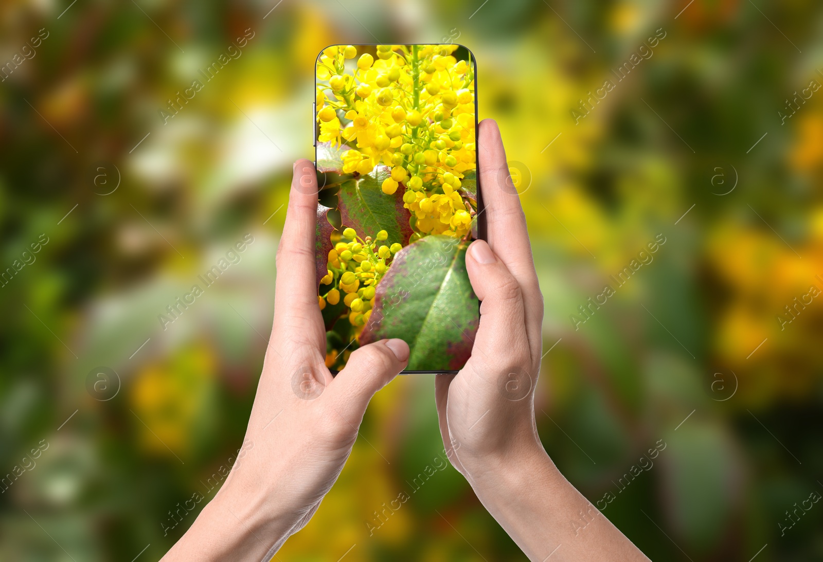 Image of Plant identifier application. Woman taking photo of flowers outdoors, closeup