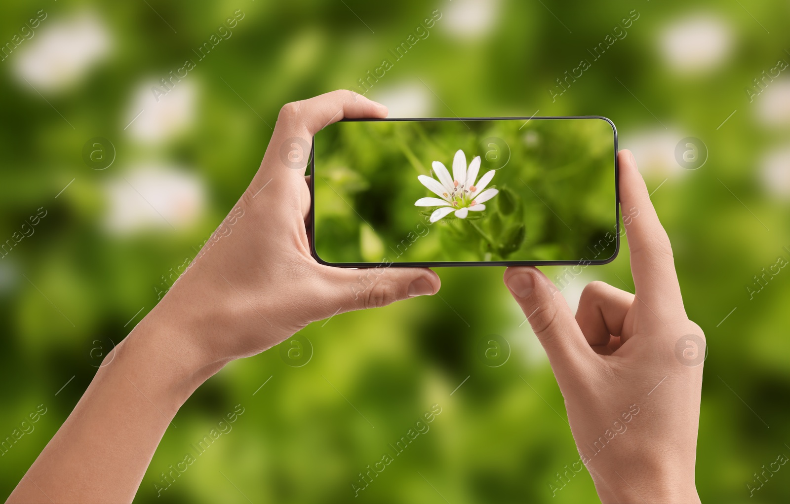 Image of Plant identifier application. Woman taking photo of flower outdoors, closeup