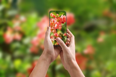 Image of Plant identifier application. Woman taking photo of flowers outdoors, closeup