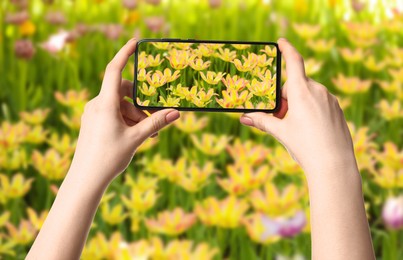 Image of Plant identifier application. Woman taking photo of flowers outdoors, closeup