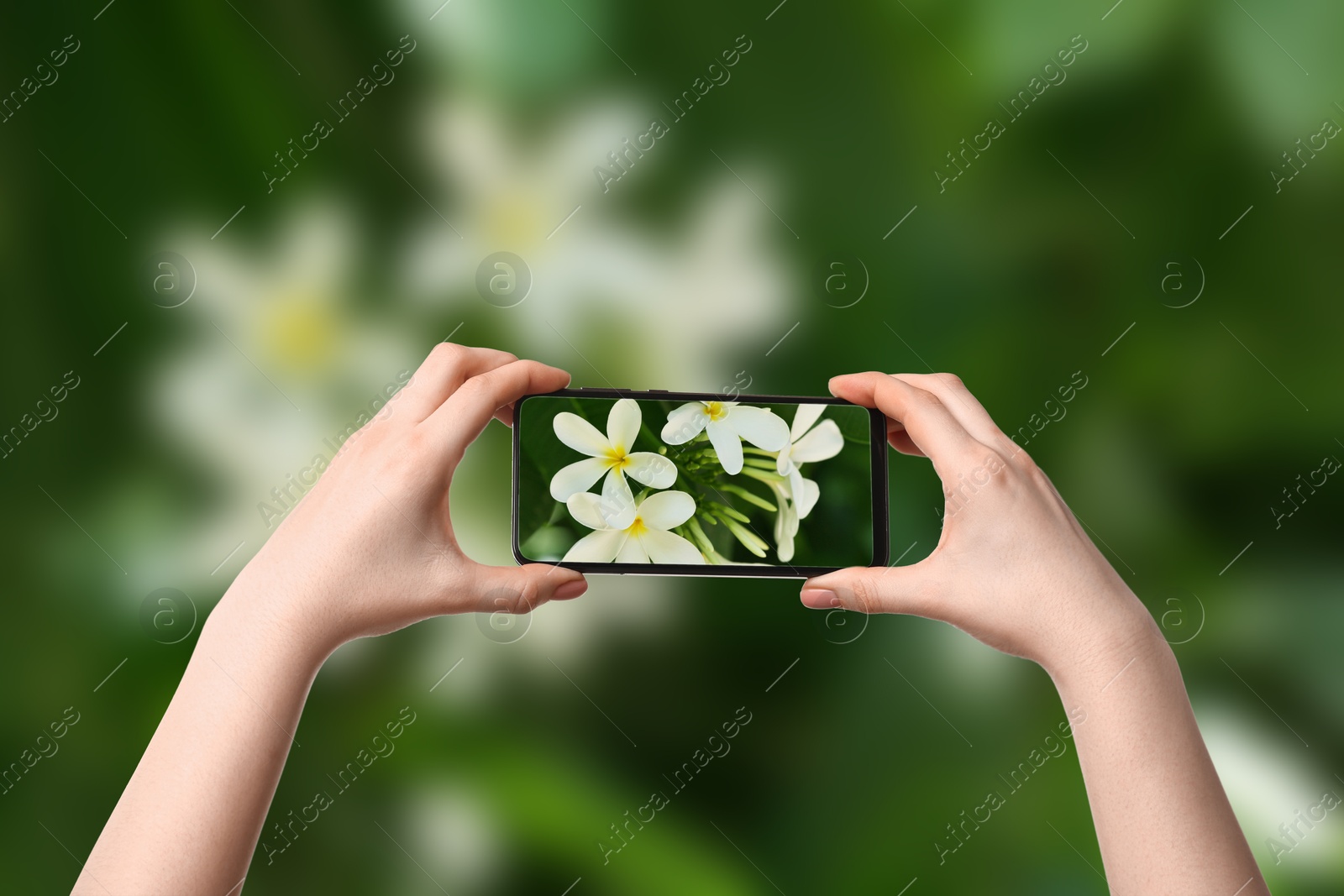 Image of Plant identifier application. Woman taking photo of flowers outdoors, closeup