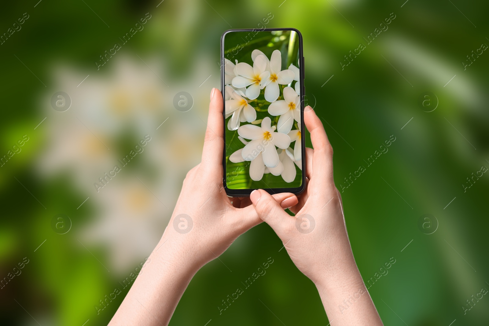 Image of Plant identifier application. Woman taking photo of flowers outdoors, closeup