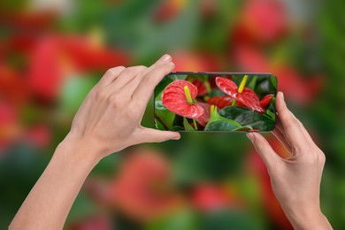 Image of Plant identifier application. Woman taking photo of flowers outdoors, closeup