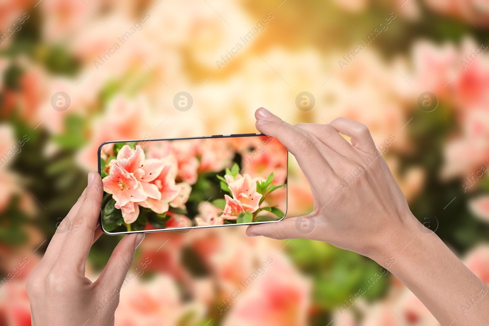 Image of Plant identifier application. Woman taking photo of flowers outdoors, closeup