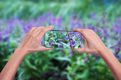 Image of Plant identifier application. Woman taking photo of flowers outdoors, closeup