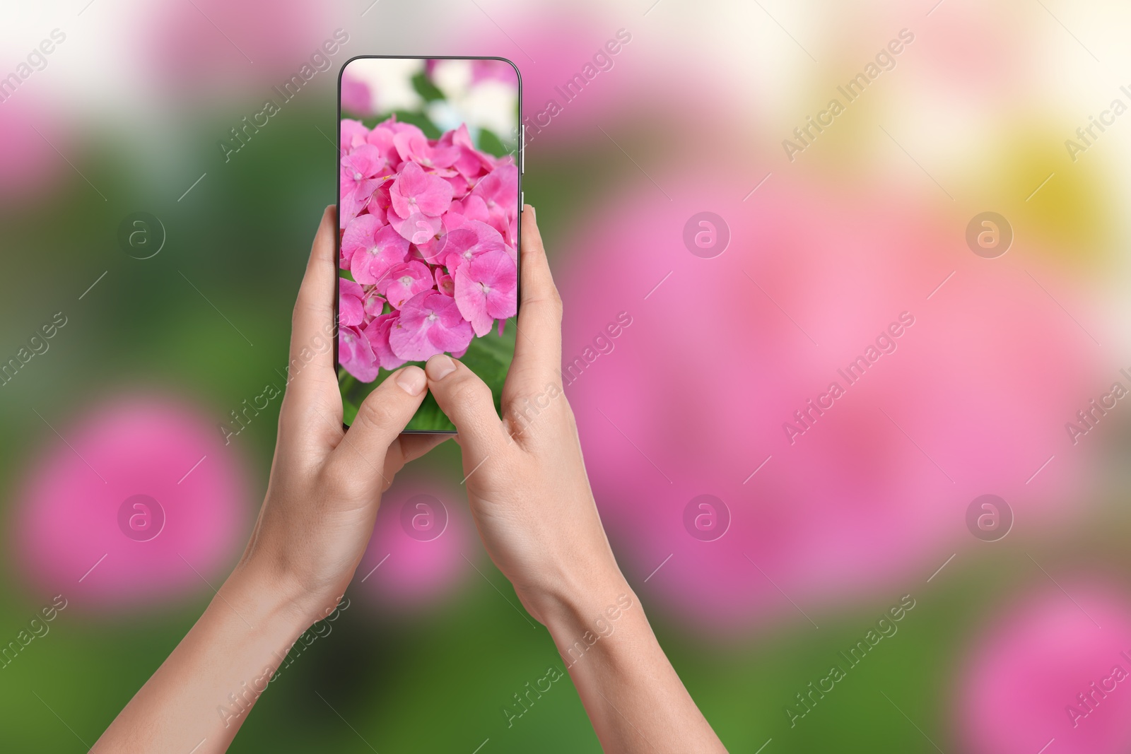 Image of Plant identifier application. Woman taking photo of flowers outdoors, closeup