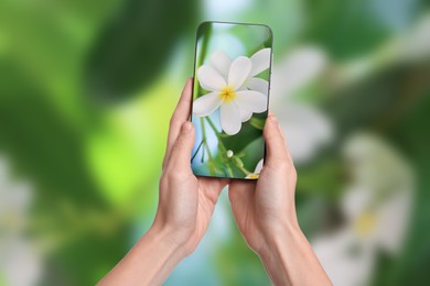 Image of Plant identifier application. Woman taking photo of flowers outdoors, closeup