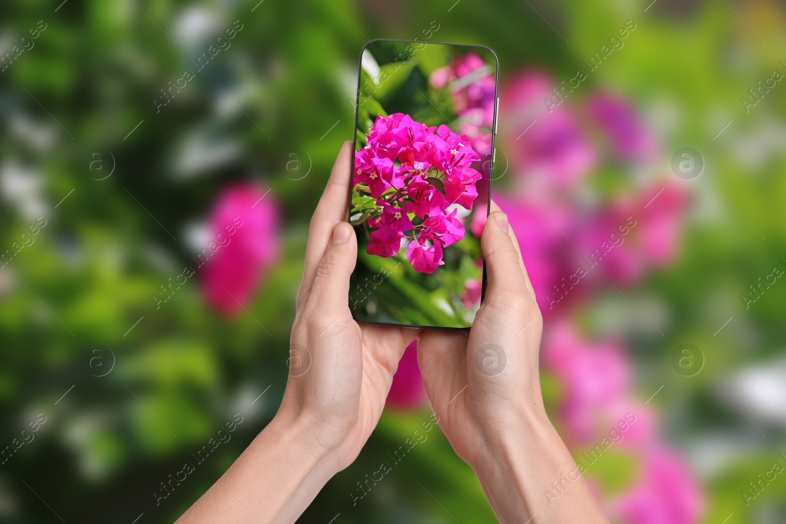 Image of Plant identifier application. Woman taking photo of flowers outdoors, closeup