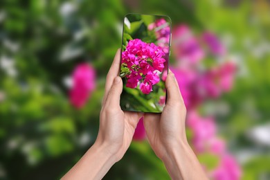 Image of Plant identifier application. Woman taking photo of flowers outdoors, closeup