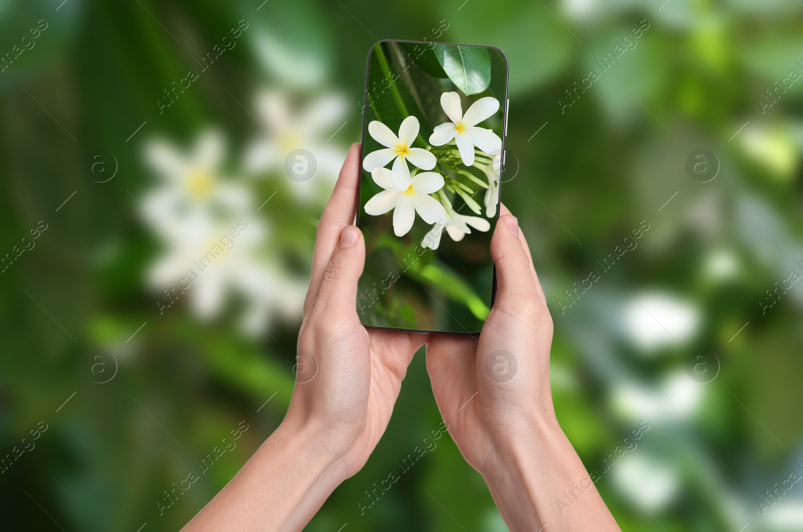 Image of Plant identifier application. Woman taking photo of flowers outdoors, closeup