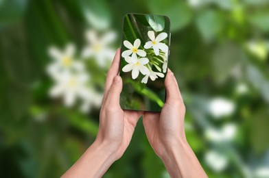 Image of Plant identifier application. Woman taking photo of flowers outdoors, closeup