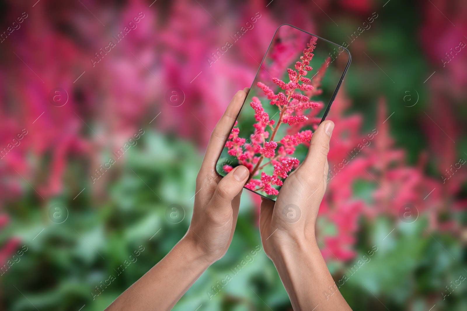 Image of Plant identifier application. Woman taking photo of flowers outdoors, closeup