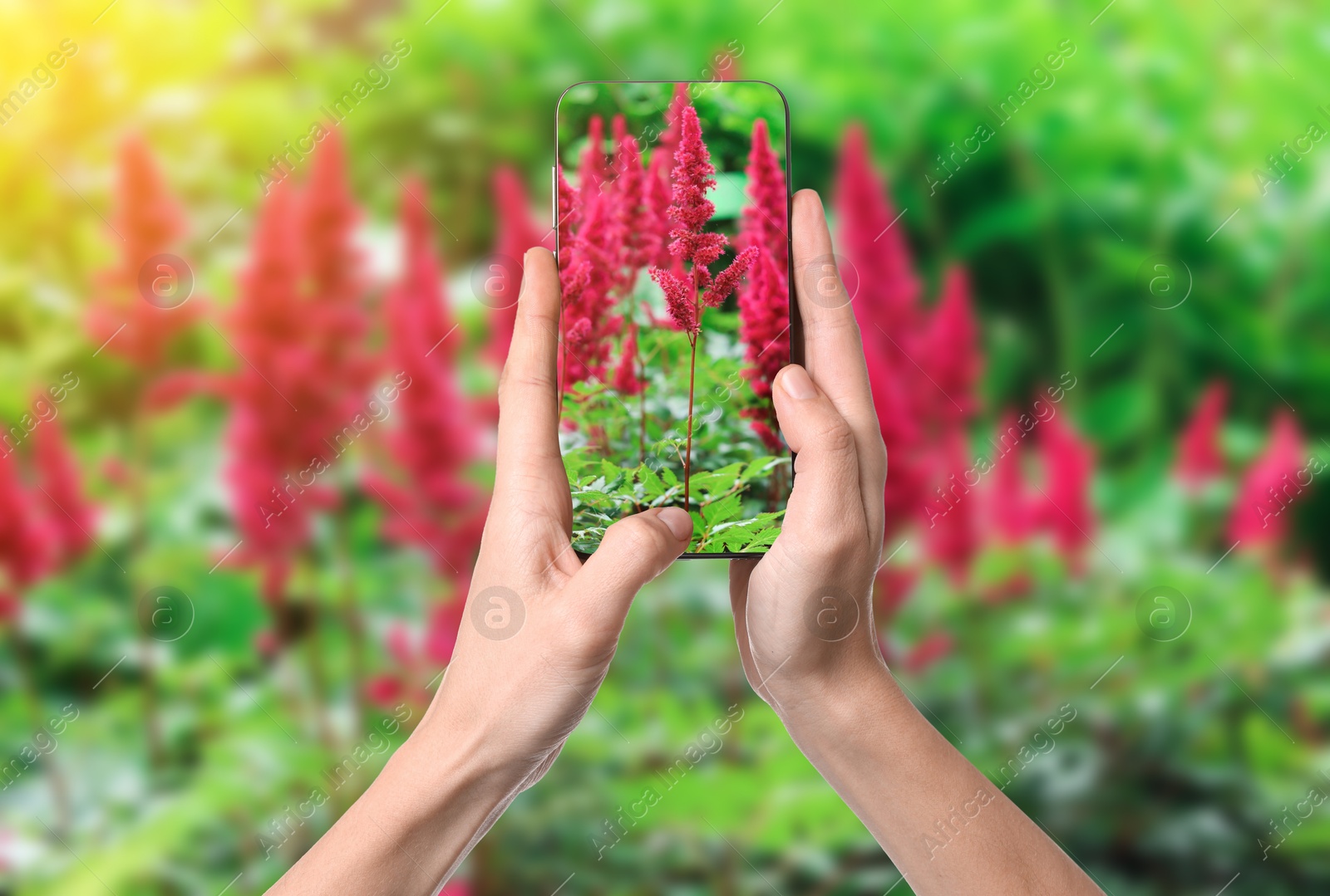 Image of Plant identifier application. Woman taking photo of flowers outdoors, closeup