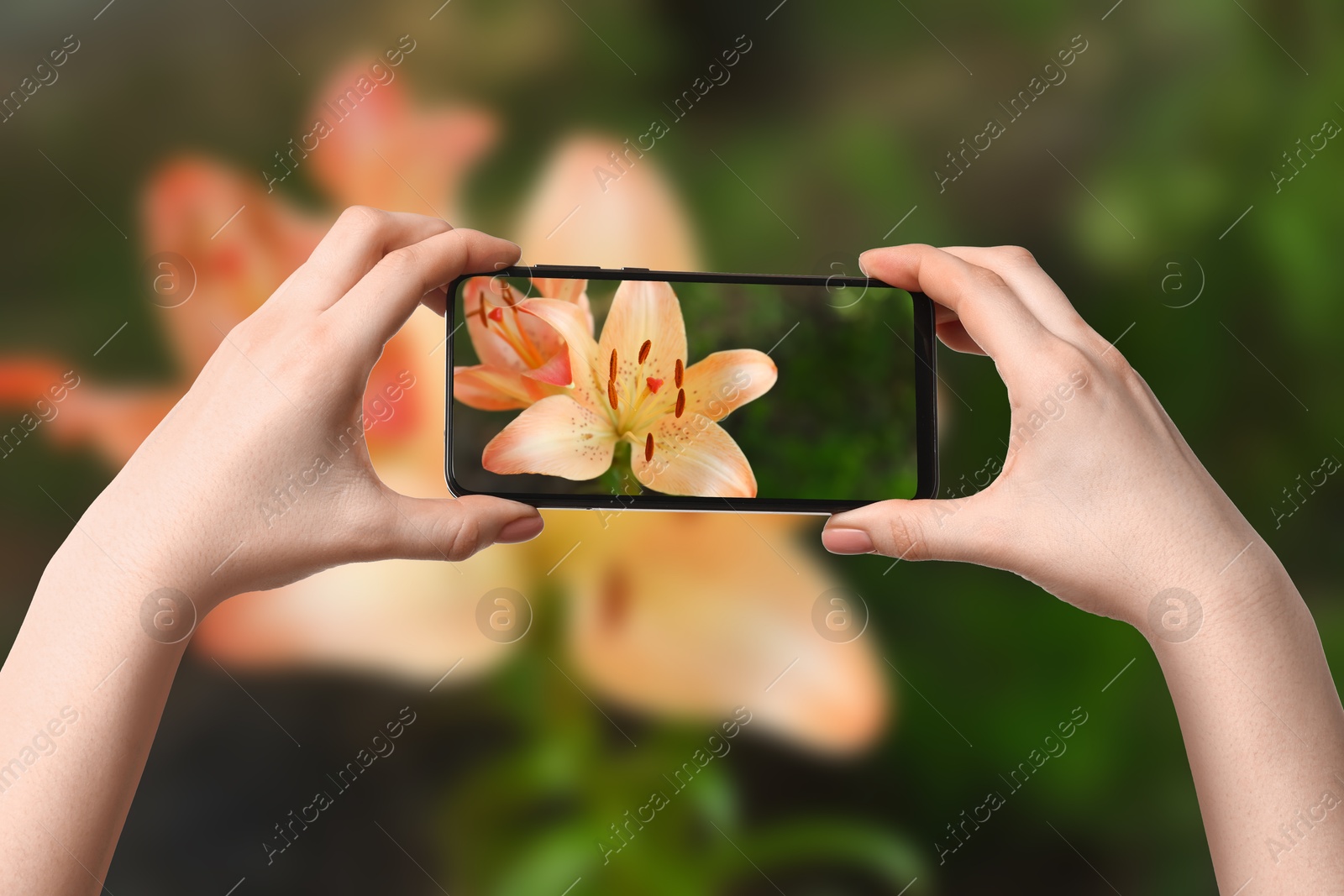 Image of Plant identifier application. Woman taking photo of flowers outdoors, closeup