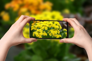 Image of Plant identifier application. Woman taking photo of flowers outdoors, closeup