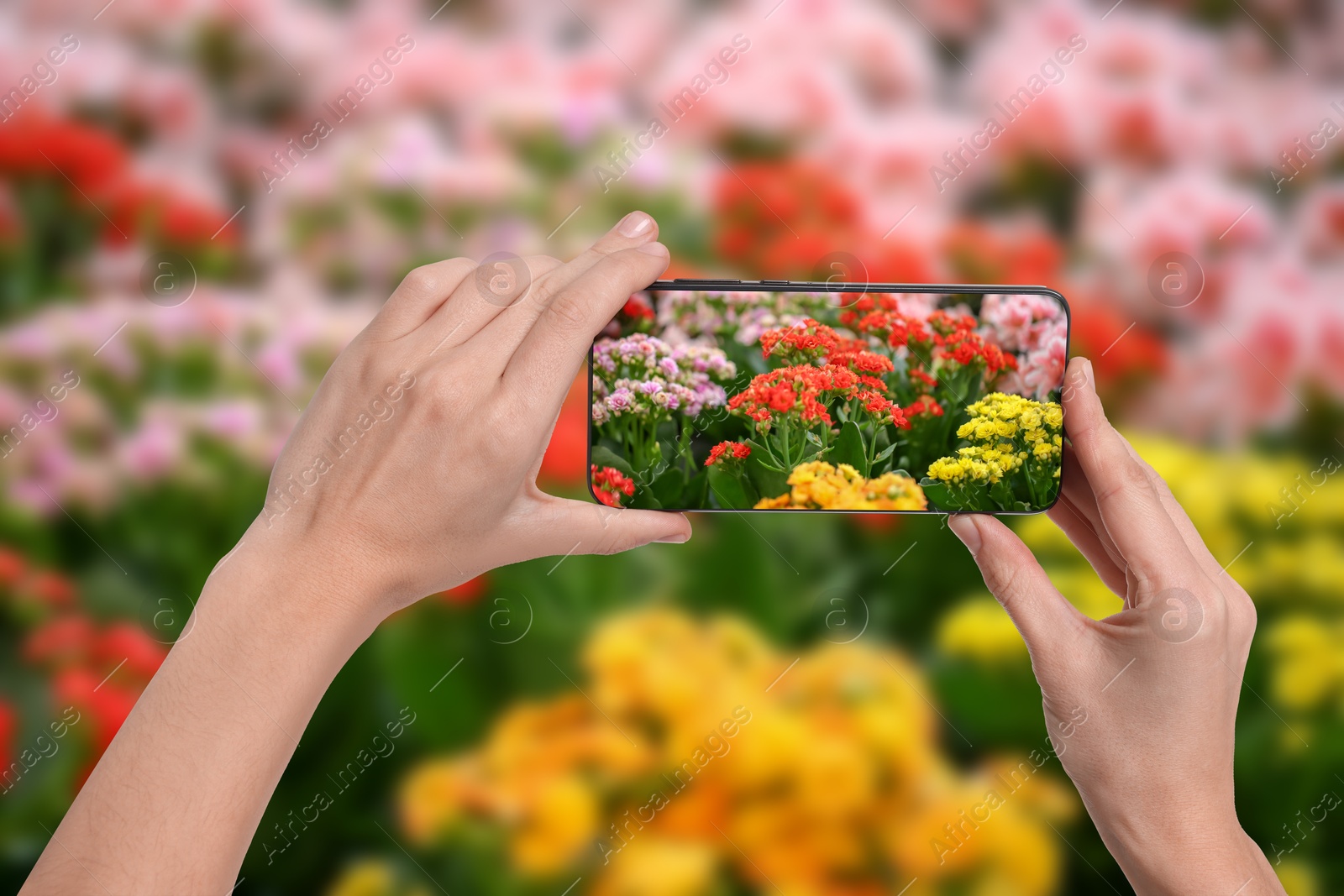 Image of Plant identifier application. Woman taking photo of flowers outdoors, closeup