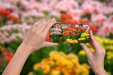 Image of Plant identifier application. Woman taking photo of flowers outdoors, closeup